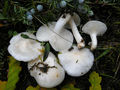 Hygrophorus cossus